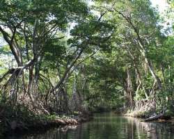 You can also know about mangroves in the mini replica of mangrove forest in Gallery number 9.